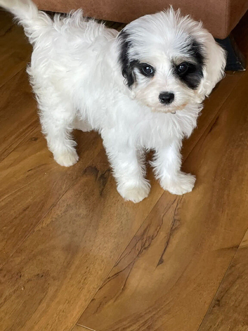 F1 cavapoos ready to leave.