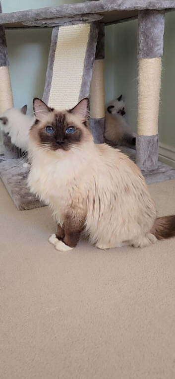 Full Pedigree kittens tica registered