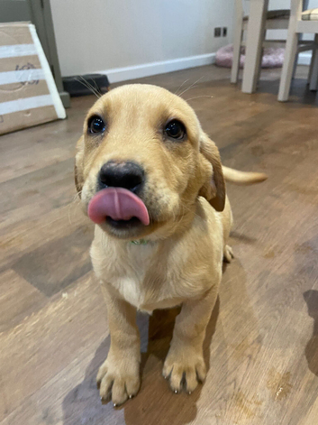 KC Registered Labrador Dog Pups