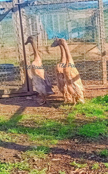 Quartet Blue Dusky Indian Runner Ducks