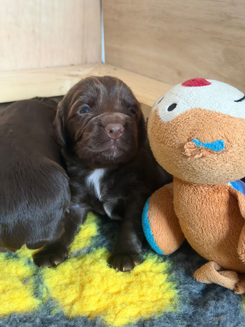 8 Chocolate Working Cocker Spaniel Puppies
