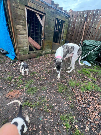 7 greyhound whippet suliki bull
