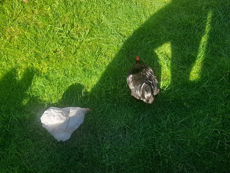 Chickens for sale
