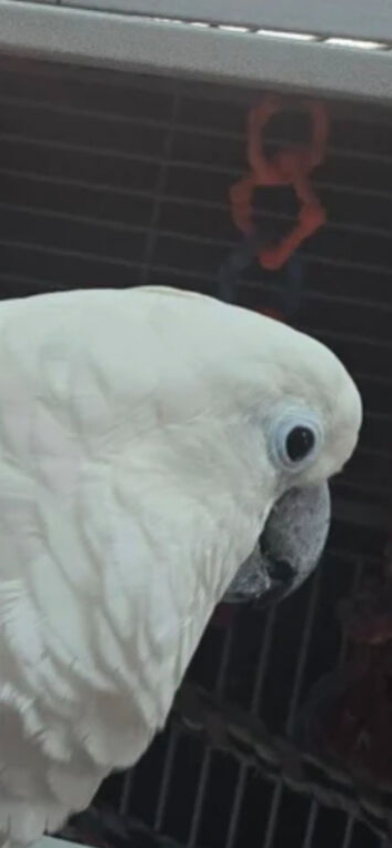 Male fully tame umbrella cockatoo