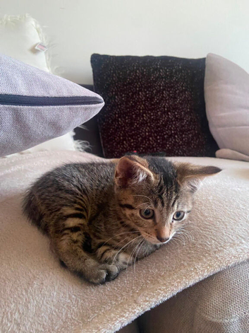 Gigi female kitten
