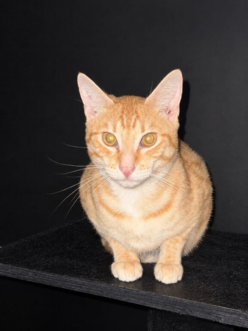 Ginger Savannah
