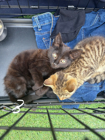 Two beautiful kittens for sale