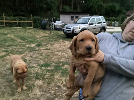 Fox red puppies. READY NOW