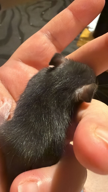 Baby rats ready now