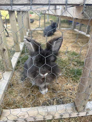 Mini lion lop