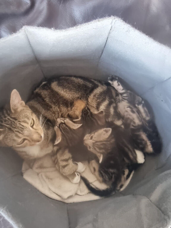 4 kitten