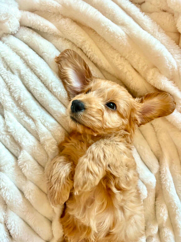 12 month old Cockapoo