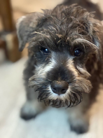 Miniature schnauzer