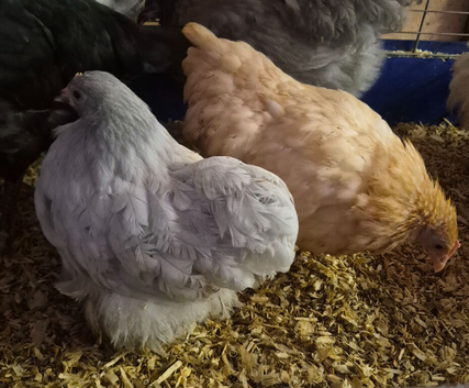 4 pekin bantam pullets 10 weeks old