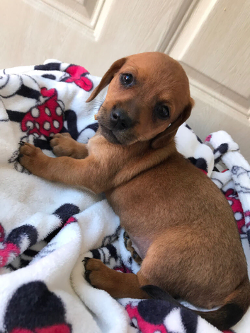 Chiweenie for sale