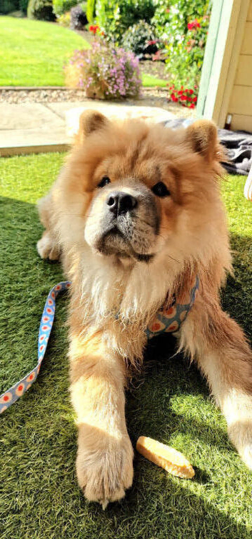 OUTSTANDING CHOW CHOW PUPS