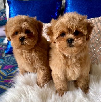 Stunning Asian Shihpoo puppies