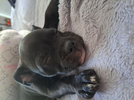 Beautiful jet black staffy puppy female.