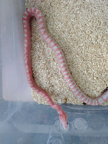 Scaleless Reverse Okeetee Corn Snake
