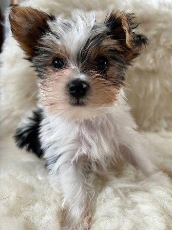 Biewer terrier puppy