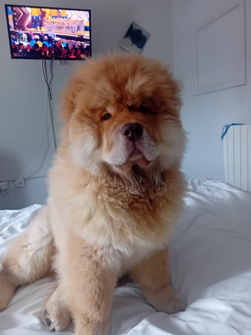 Chow chow for stud