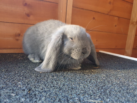 Grey French Lops