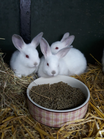 Stunning litter of new Zealand white rabbits