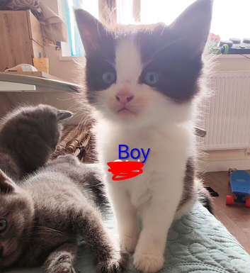 Ragdoll x Bsh kittens
