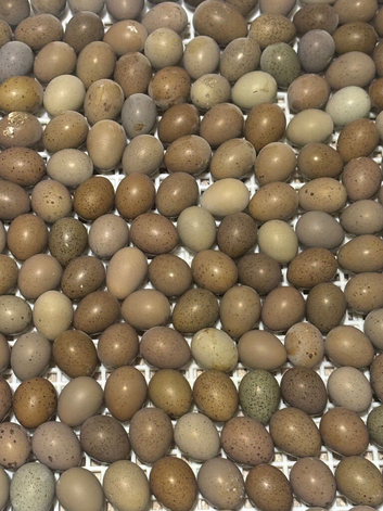 Chinese painted Quail Hatching Eggs