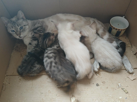 5 lovely Bengal  kittens  4 boys
