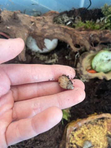 Baby Giant African Land Snails for sale
