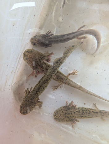 Axolotls