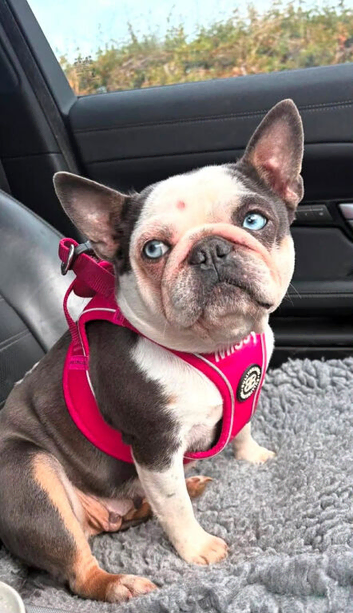 French bulldog looking for a Retirement home
