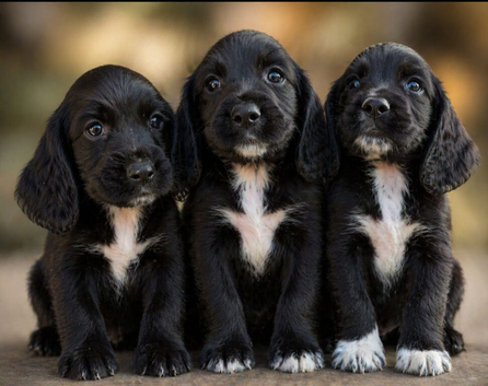 Working Sprocker pups.