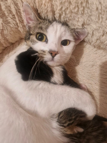 Male Kitten