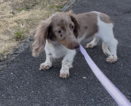 Longhaired Miniature Dachshund