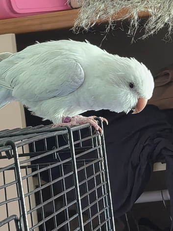 Large cage and bird named fidget