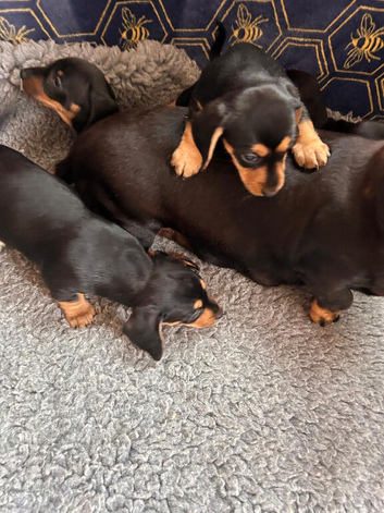 Beautiful littler of jackshounds