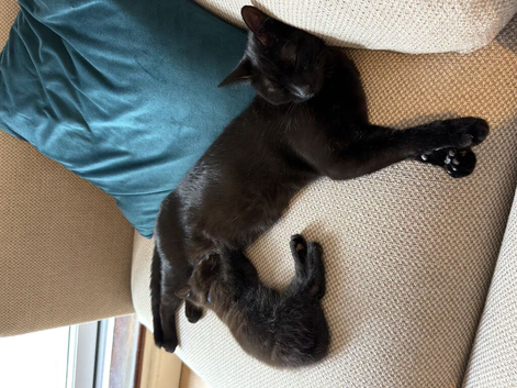 Beautiful Black Kitten