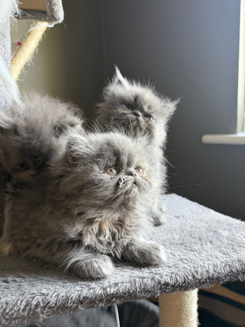 Lovely Persian kittens