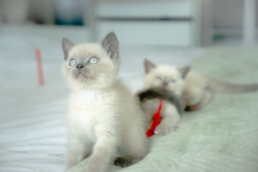 STUNNING Blue Colourpoint British Shorthair kittens