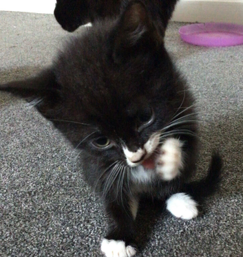1 Adorable Female Kittens