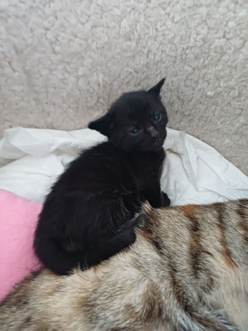 Boy kitten 8 weeks bengal mum playful