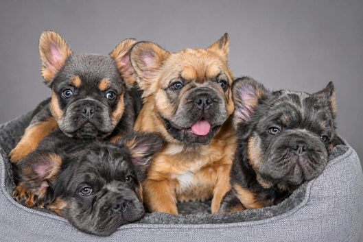 Big Rope Fluffy French Bulldog Puppies