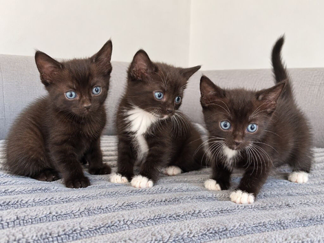 Mixed breed