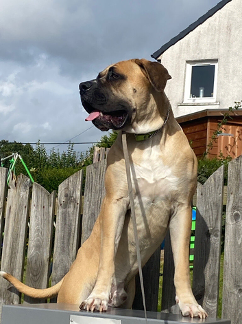 Boerboel x corso pup