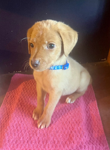 Kc reg fox red labs