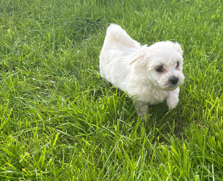 Maltese puppy