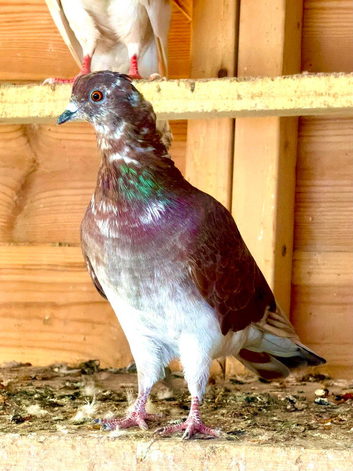 Iranian high flyer Pigeon for sale in Sheffeild &pound;20 each