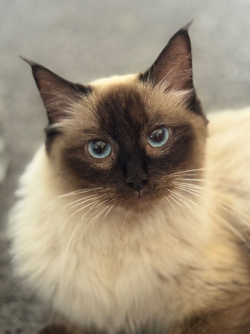 2 beautiful ragdoll boys for reservation